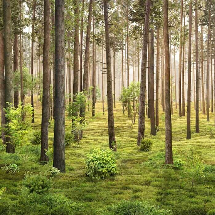 Terra Nova Ściółka